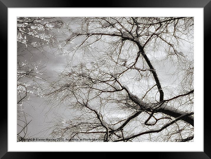 Snow and Ice on trees ....misc Framed Mounted Print by Elaine Manley