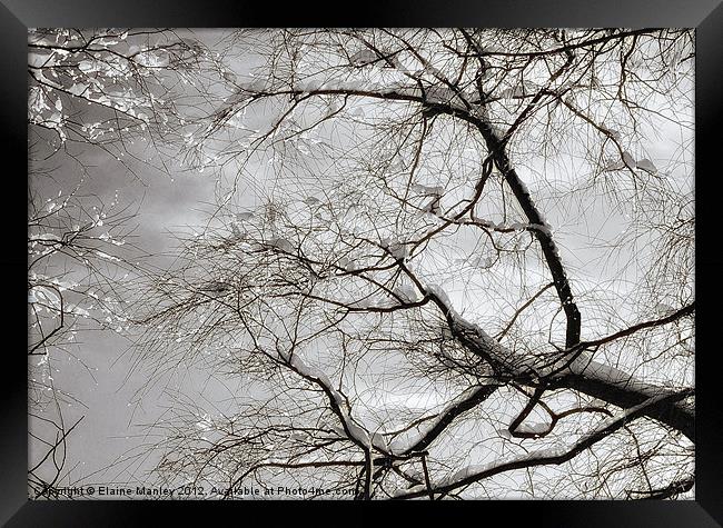 Snow and Ice on trees ....misc Framed Print by Elaine Manley
