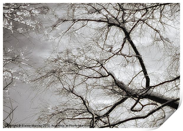 Snow and Ice on trees ....misc Print by Elaine Manley