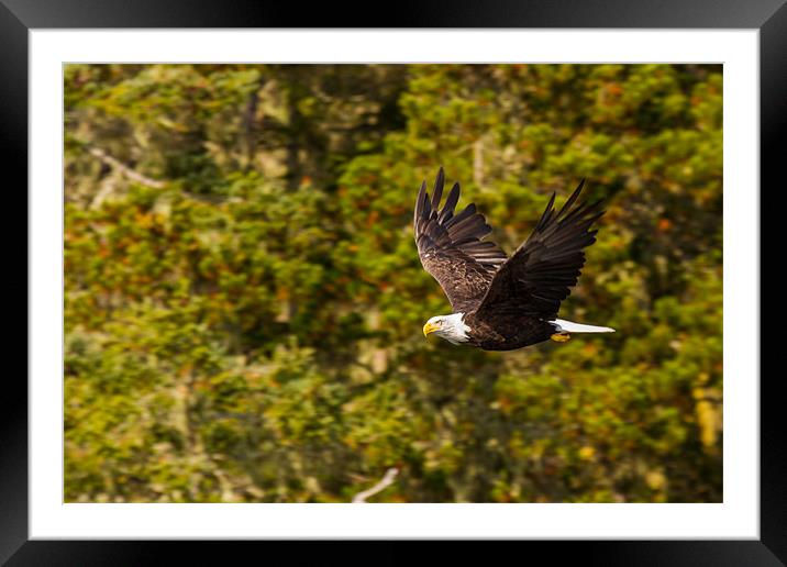 Bald Eagle Framed Mounted Print by Thomas Schaeffer