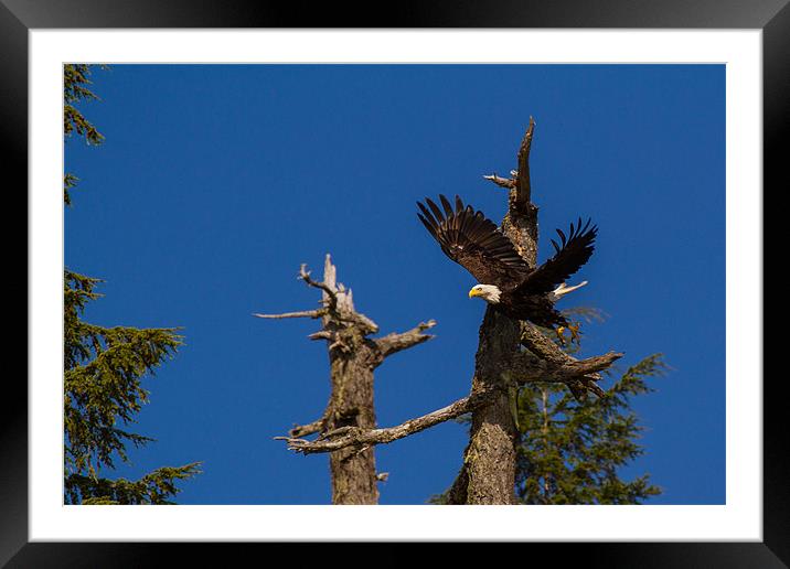 Bald Eagle Takeoff Framed Mounted Print by Thomas Schaeffer