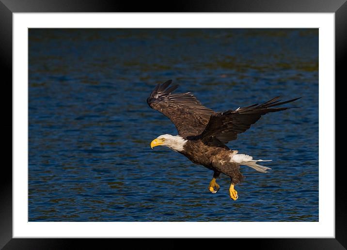 Bald eagle Framed Mounted Print by Thomas Schaeffer