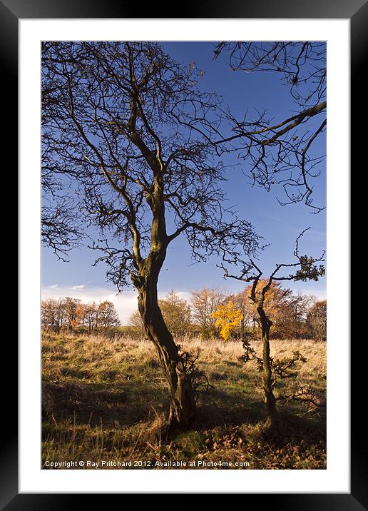 Autumn Trees Framed Mounted Print by Ray Pritchard