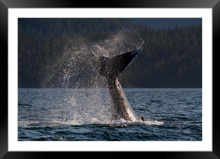 Humpback Whale Framed Mounted Print by Thomas Schaeffer