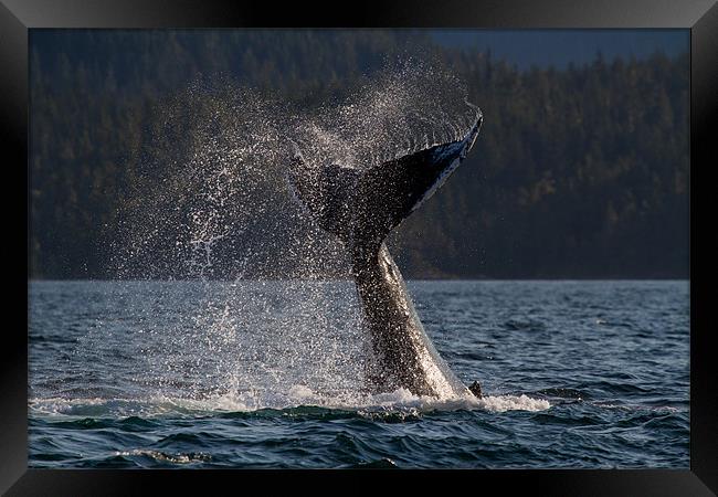 Humpback Whale Framed Print by Thomas Schaeffer