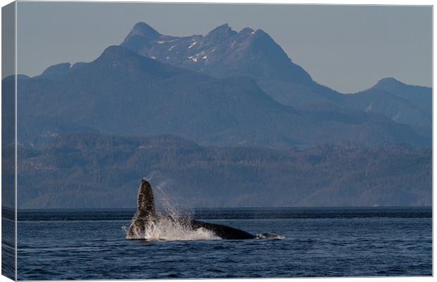 Humpback Whale Canvas Print by Thomas Schaeffer