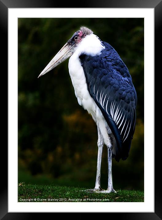 African Marabou Stork Framed Mounted Print by Elaine Manley