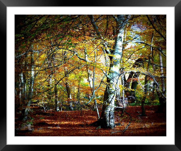 Epping Forest Framed Mounted Print by Lynn hanlon