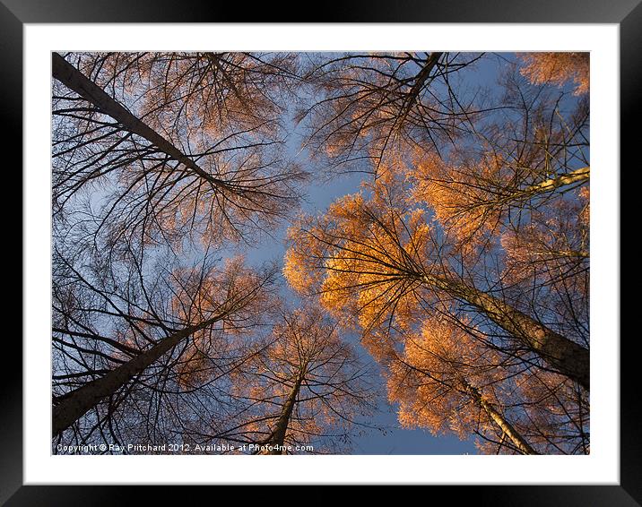 Autumn Trees at Beamish Woods Framed Mounted Print by Ray Pritchard