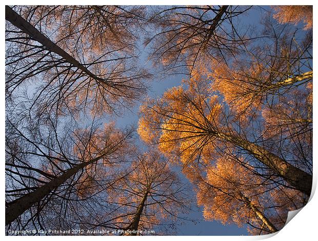 Autumn Trees at Beamish Woods Print by Ray Pritchard