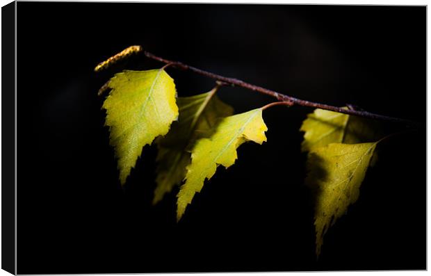 Last autumn gifts Canvas Print by Michael Goyberg