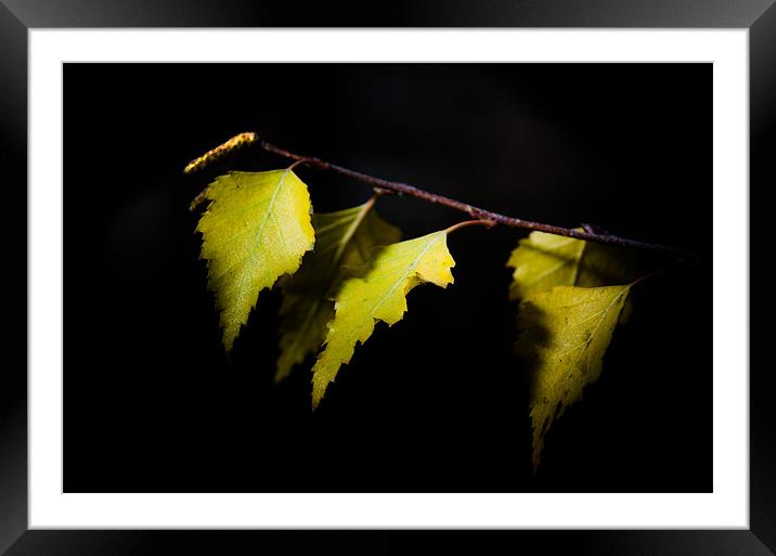 Last autumn gifts Framed Mounted Print by Michael Goyberg