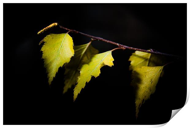 Last autumn gifts Print by Michael Goyberg