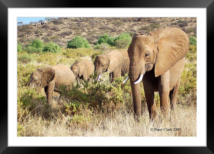 Elephant family  Framed Mounted Print by Peter Clark