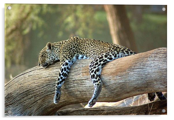 Lazing Leopard  Acrylic by Peter Clark