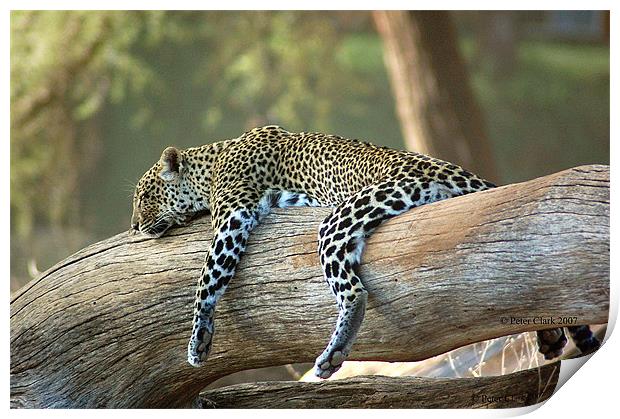 Lazing Leopard  Print by Peter Clark