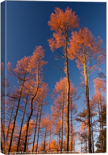 Autumn Pines Canvas Print by Ray Pritchard