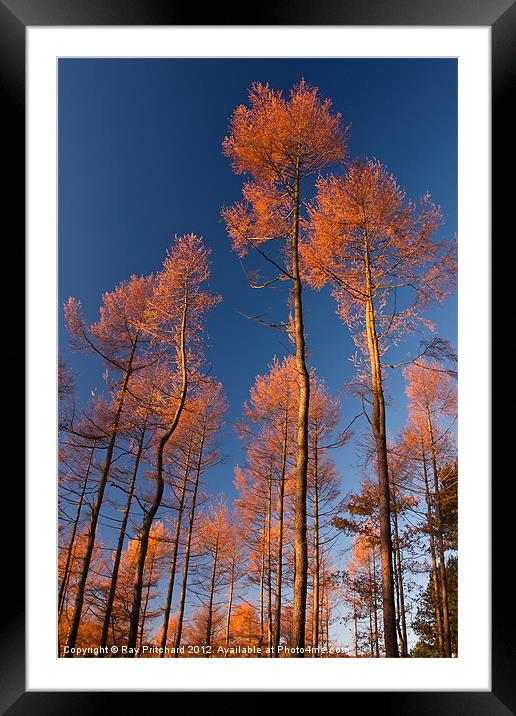 Autumn Pines Framed Mounted Print by Ray Pritchard