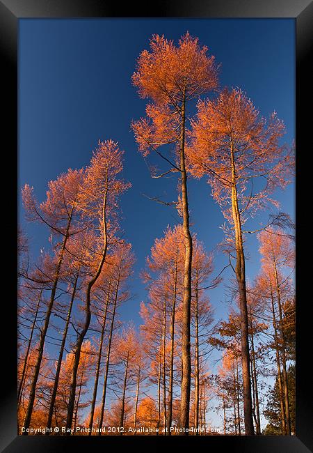 Autumn Pines Framed Print by Ray Pritchard
