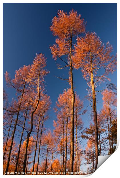Autumn Pines Print by Ray Pritchard