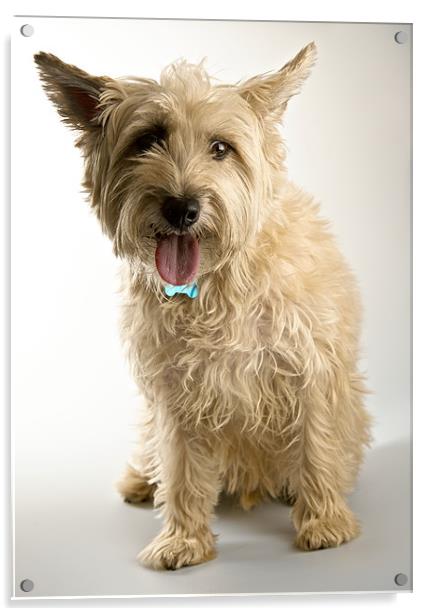 Cairn Terrier / Westie Hybrid Acrylic by David Yeaman