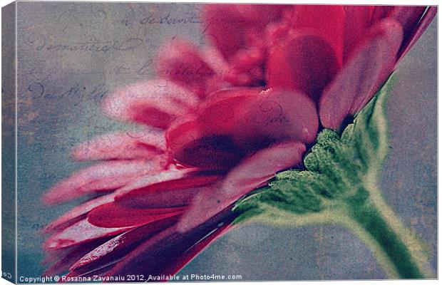 Gerbera Floral 2. Canvas Print by Rosanna Zavanaiu
