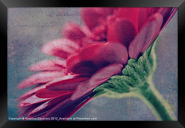 Gerbera Floral 2. Framed Print by Rosanna Zavanaiu