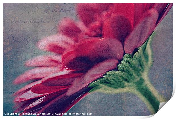 Gerbera Floral 2. Print by Rosanna Zavanaiu
