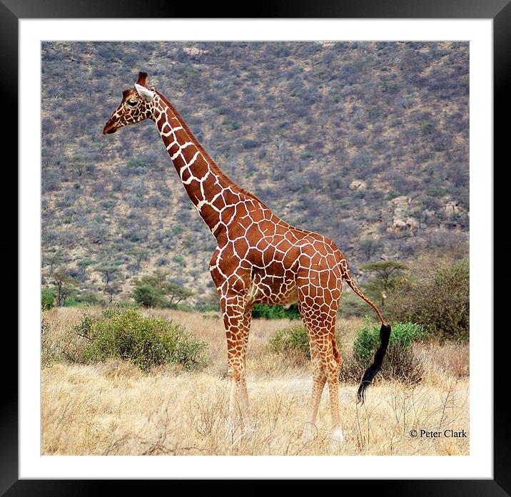 Giraffe of the Masi  Framed Mounted Print by Peter Clark