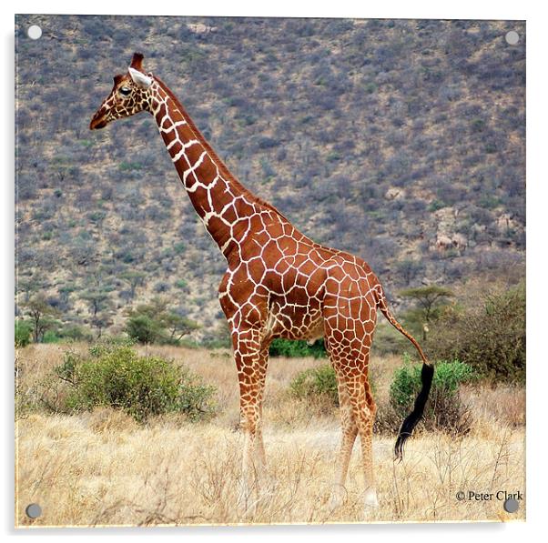 Giraffe of the Masi  Acrylic by Peter Clark