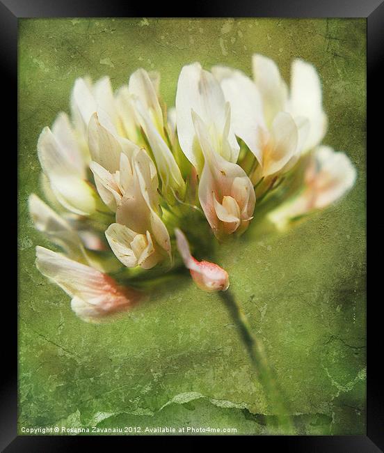 Clover By Nature. Framed Print by Rosanna Zavanaiu
