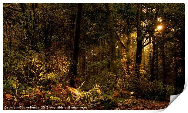Autumn Woodland Print by John Dunbar