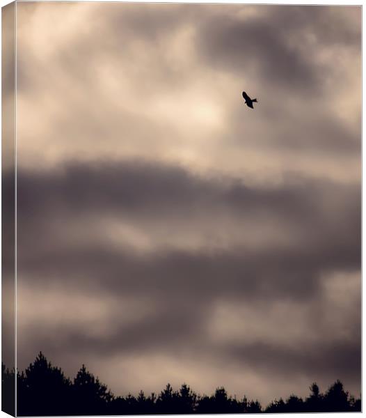 Red Kite over Gibside Canvas Print by Kenton Levitt