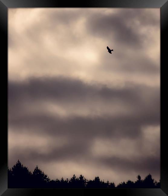 Red Kite over Gibside Framed Print by Kenton Levitt
