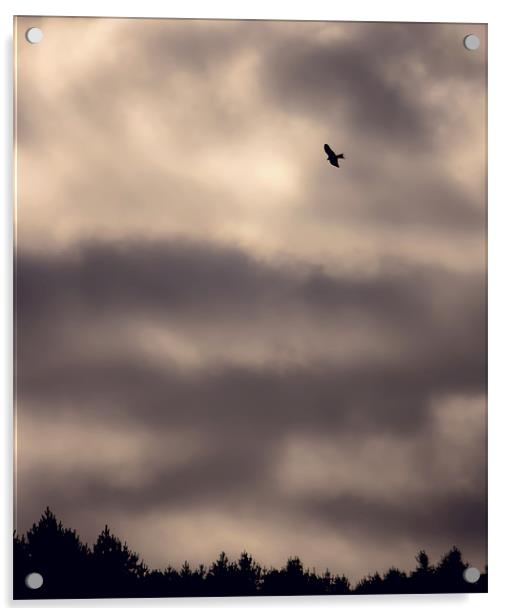 Red Kite over Gibside Acrylic by Kenton Levitt