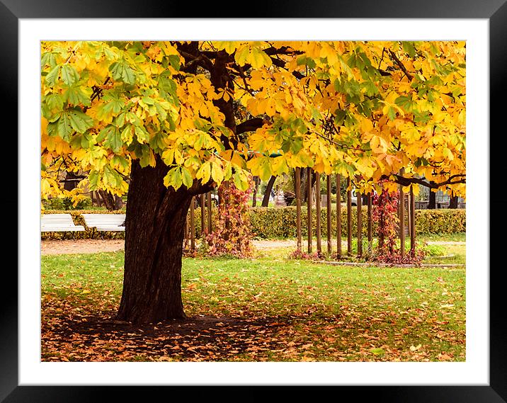 autumn colour Framed Mounted Print by Michael Goyberg