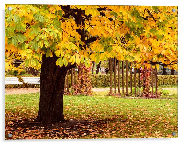 autumn colour Acrylic by Michael Goyberg