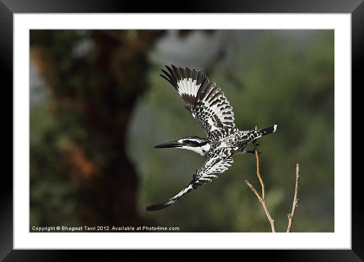 Pied Kingfisher Framed Mounted Print by Bhagwat Tavri