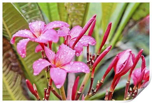 Pink Hibiscus in Goan Monsoons Print by Arfabita  