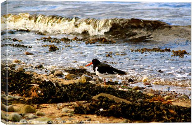 The Black Isle Oystercatcher Canvas Print by Sarah George