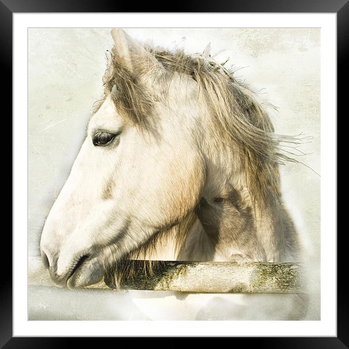 White Horse Looking Sideways Framed Mounted Print by Jacqi Elmslie