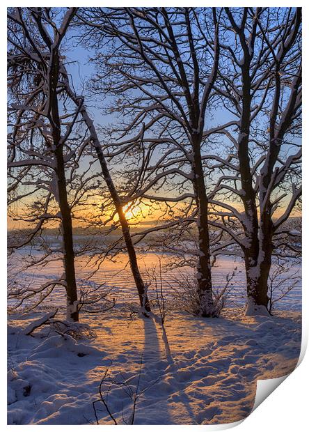 Golden Winter Sunrise Print by Tracey Whitefoot