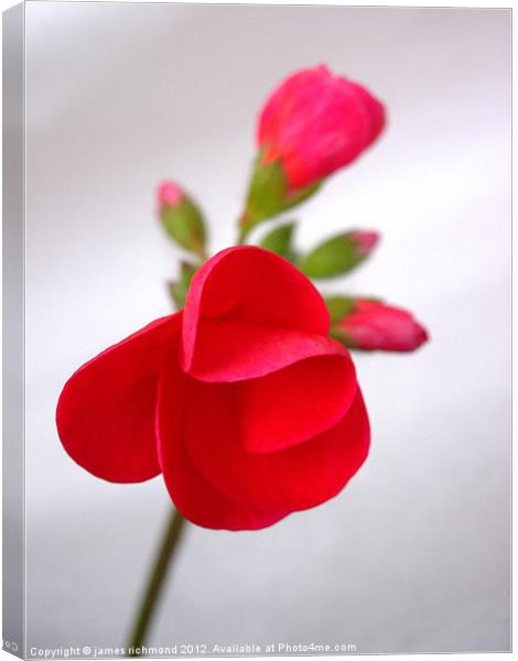 Red Geranium Flower - 1 Canvas Print by james richmond