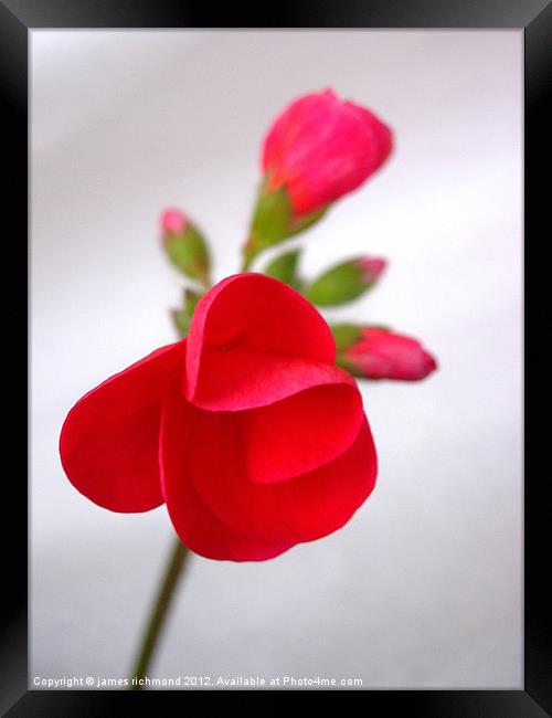 Red Geranium Flower - 1 Framed Print by james richmond