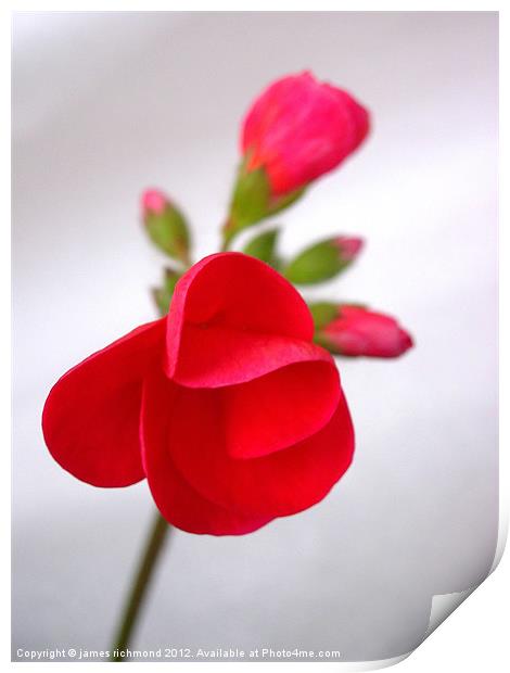 Red Geranium Flower - 1 Print by james richmond