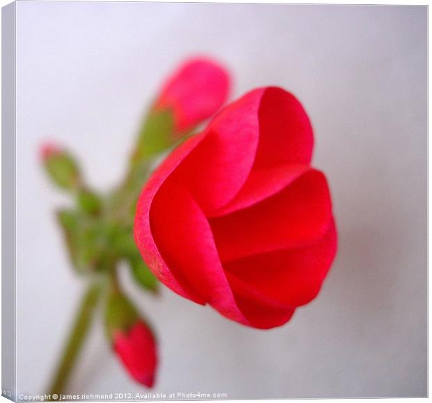 Red Geranium Flower - 2 Canvas Print by james richmond