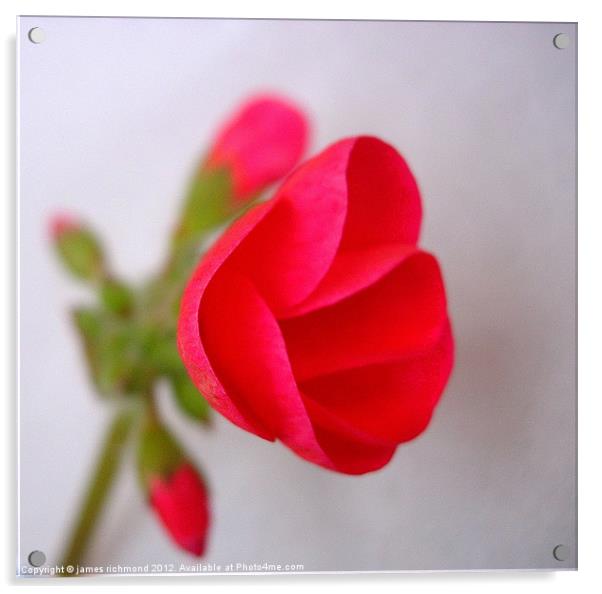 Red Geranium Flower - 2 Acrylic by james richmond
