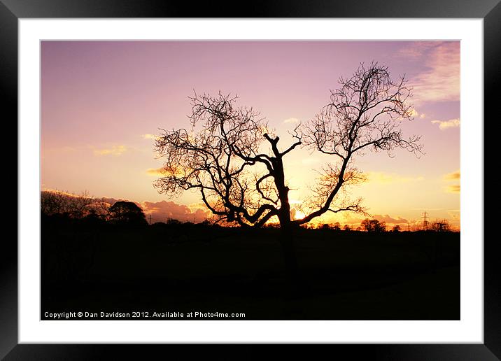 Lamphey Tree Sunset Framed Mounted Print by Dan Davidson