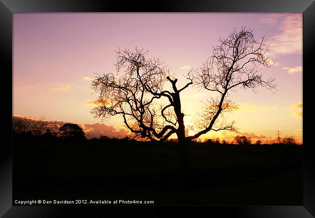 Lamphey Tree Sunset Framed Print by Dan Davidson