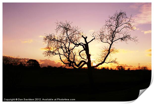 Lamphey Tree Sunset Print by Dan Davidson